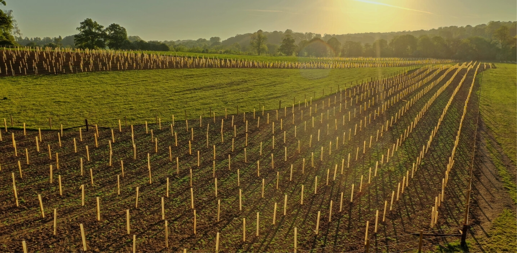 Many rows of tree saplings and stakes planted, with the sun setting in the background