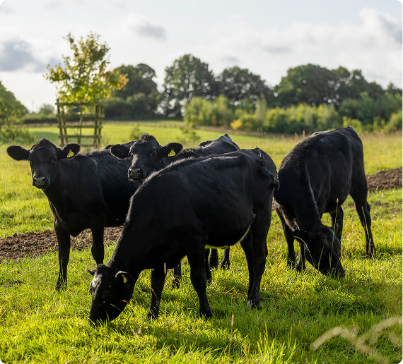 cows in field