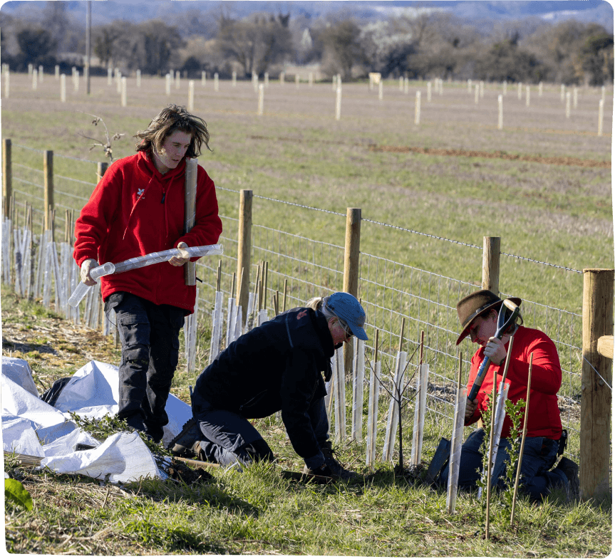 tree-planting