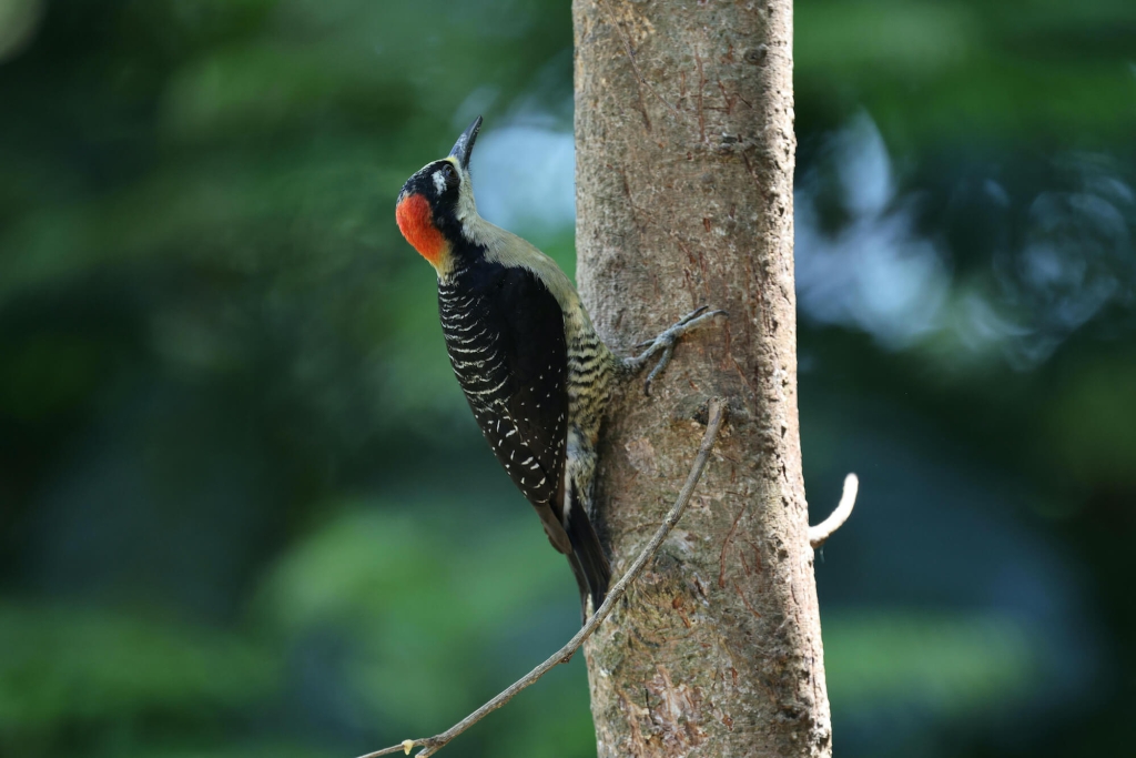 woodpecker