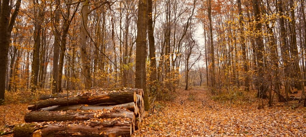 Productive Forestry