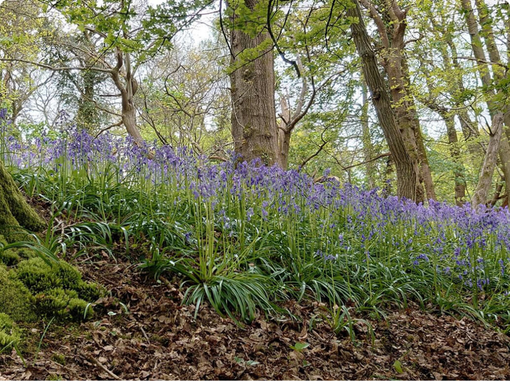 bluebell-wood