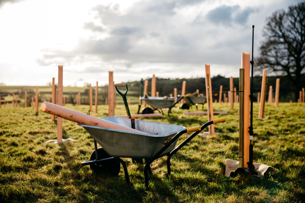 wheelbarrow in a field of newly planted saplings