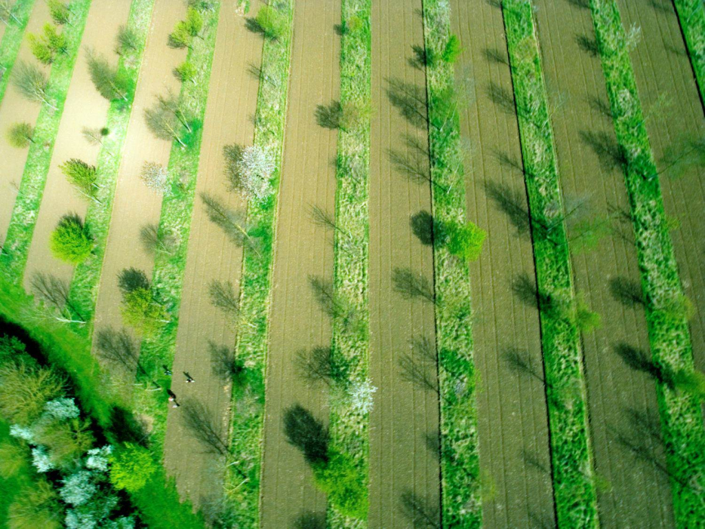 A drone shot of rows of trees planted across a farm with space for crops in between