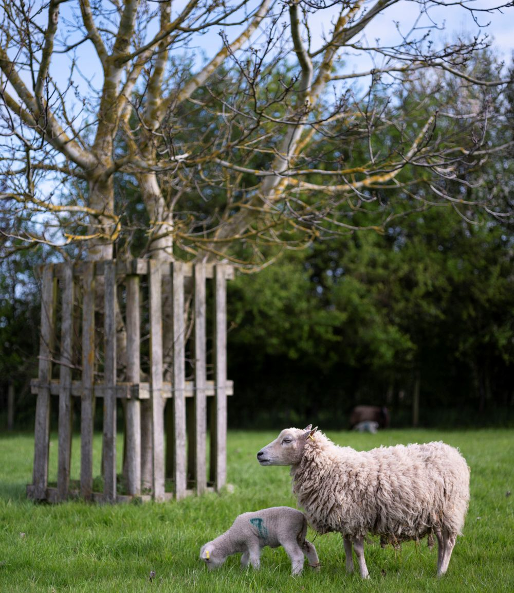 A ewe and her lamb stand grazing by a guarded tree in a field