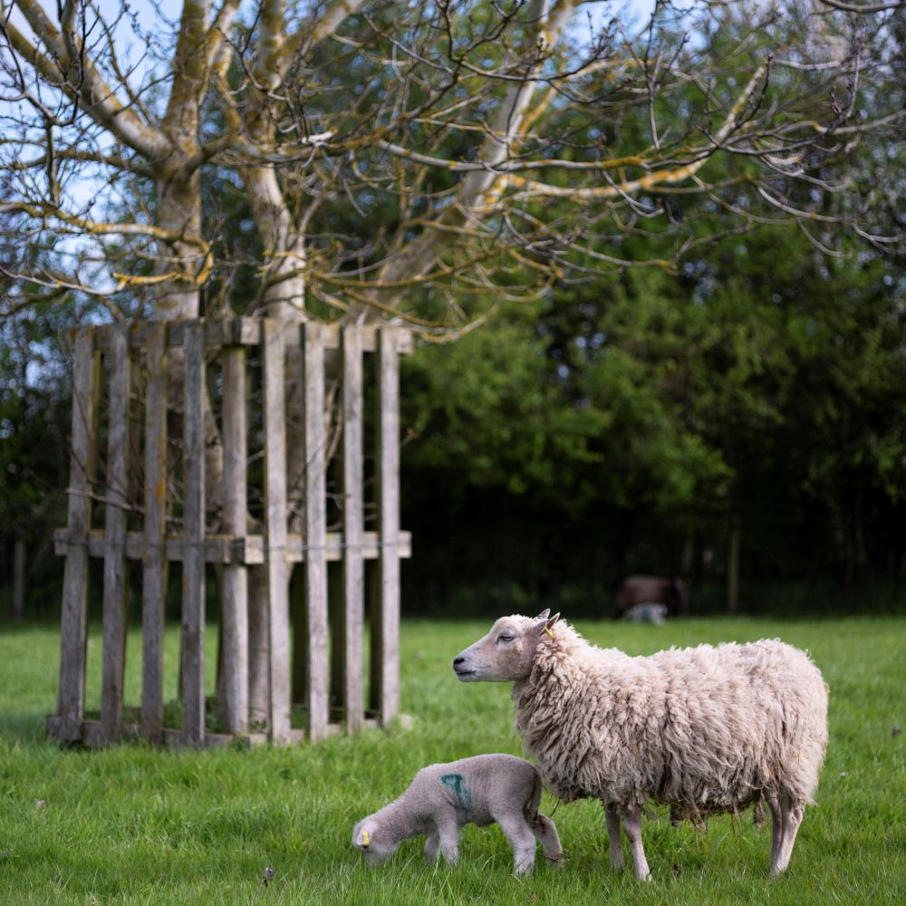 A ewe and her lamb stand grazing by a guarded tree in a field