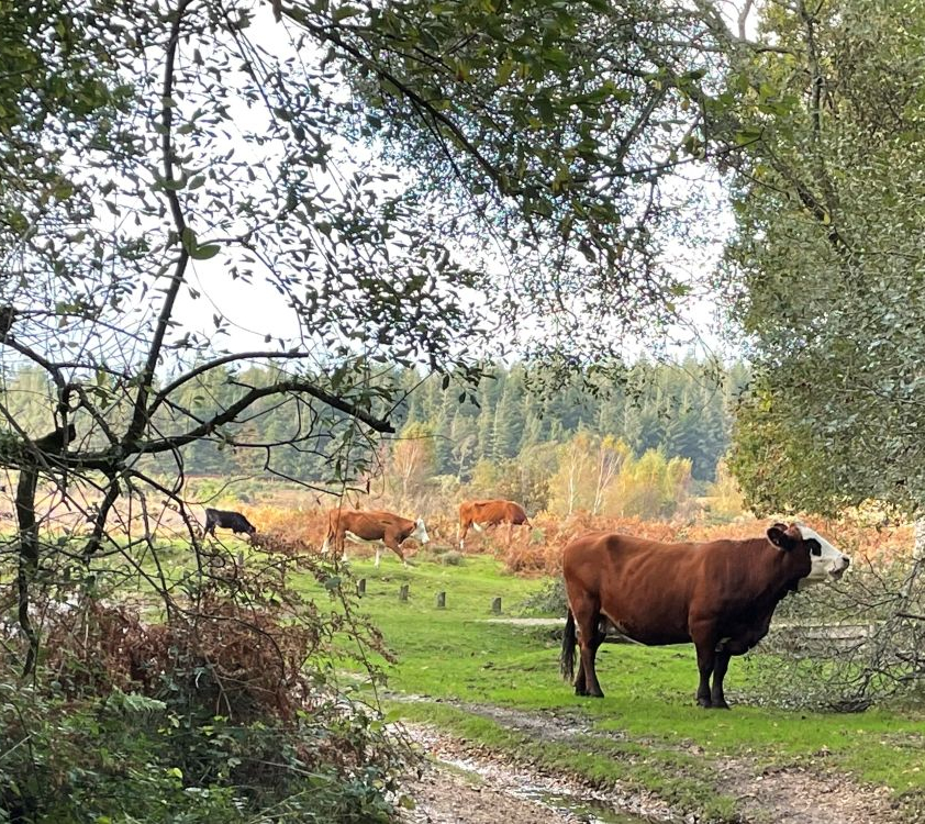 Cows surrounded by sheltering trees and hedges