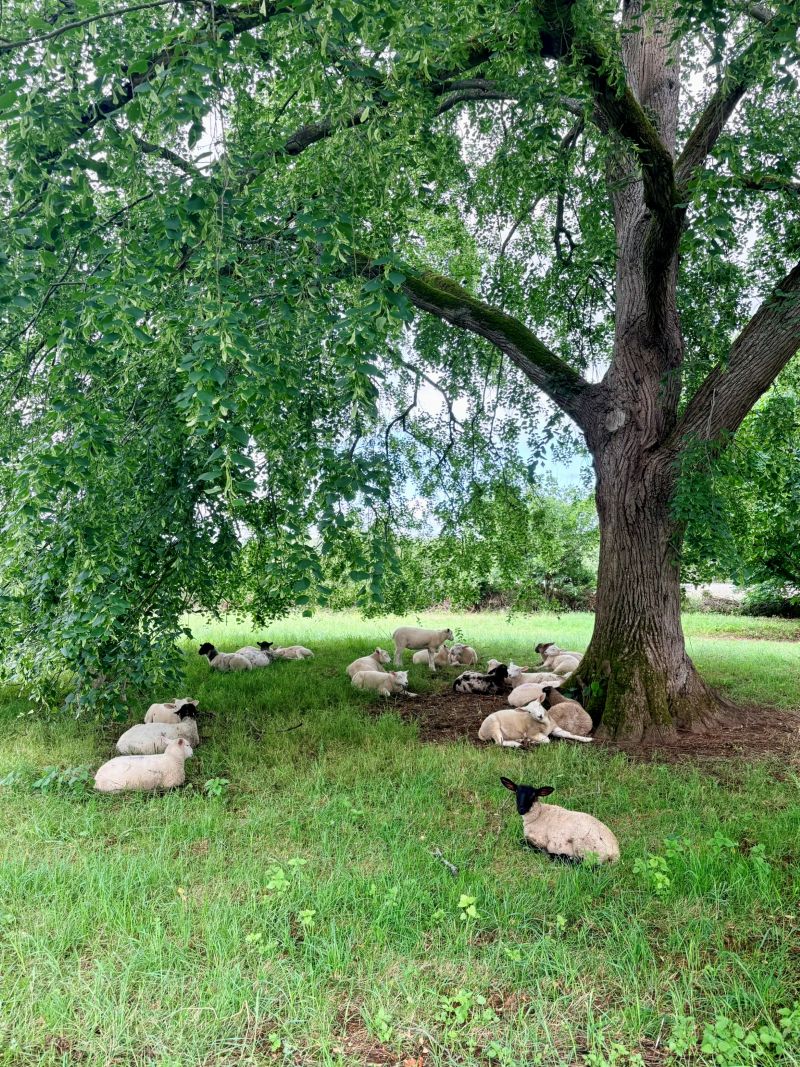 A large old tree with sheep sitting underneath enjoying the shade