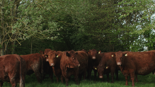 A large group of cows sheltering by a hedge