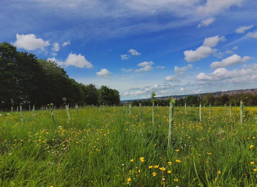 A meadow with buttercups and new guarded trees in the ground