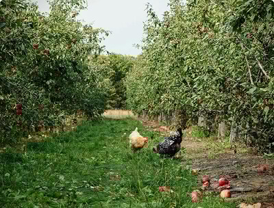 Chickens wandering freely in an orchard