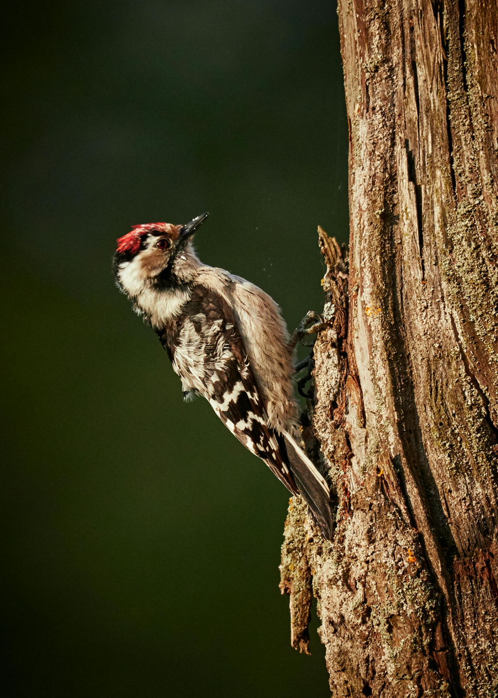 A lesser-spotted woodpecker on the trunk of a tree