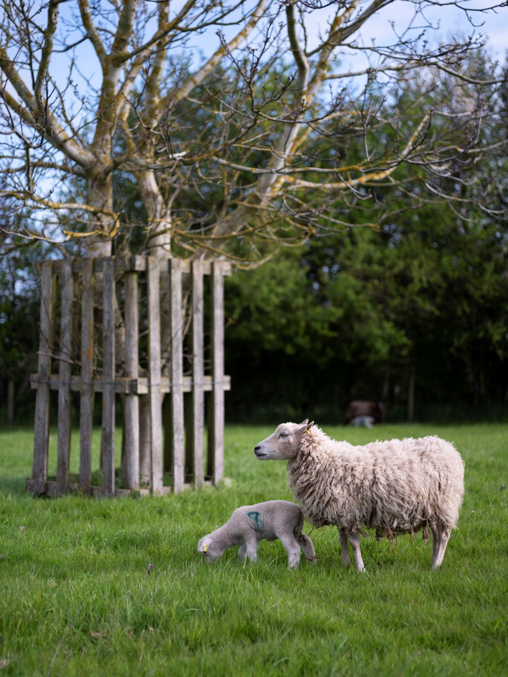 sheep under tree in field