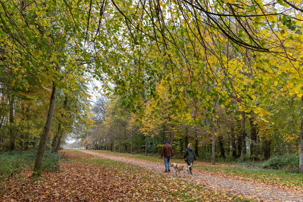 People walking in Lydiard Park, Swindon, surrounded by huge autumnal trees