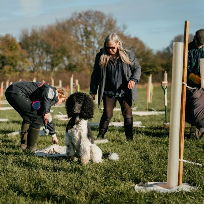 Two women planting saplings in rows with a dog between them